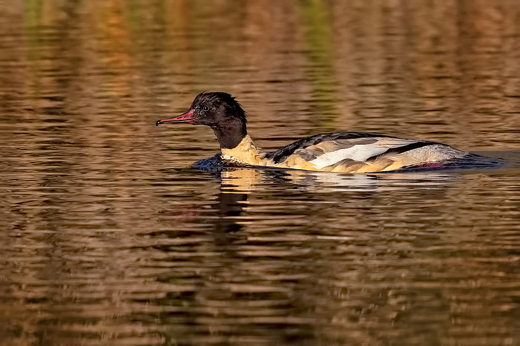 Male Goosander
