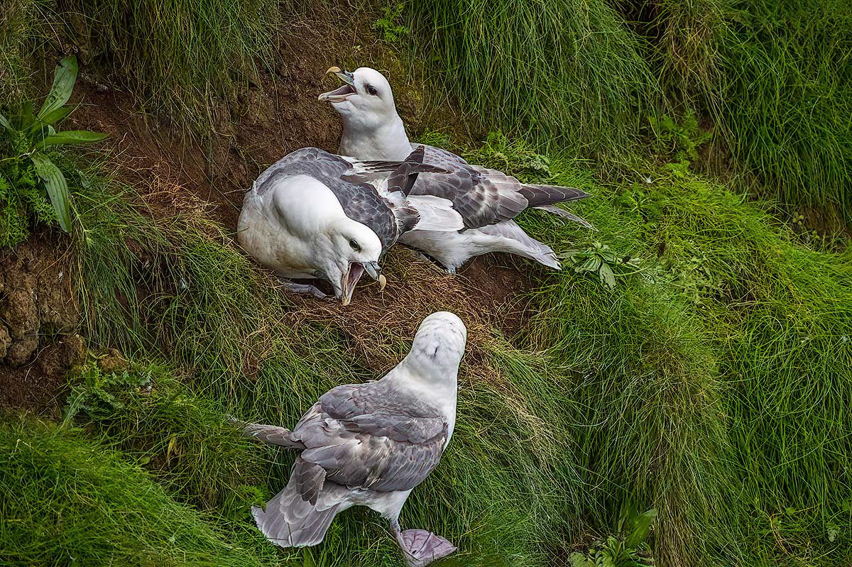 Fulmar