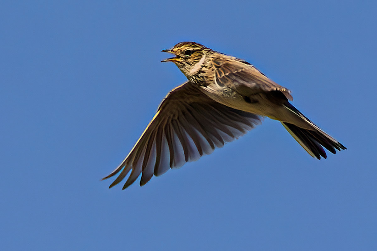 Skylark