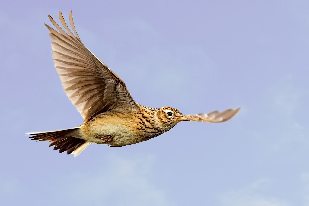 Skylark