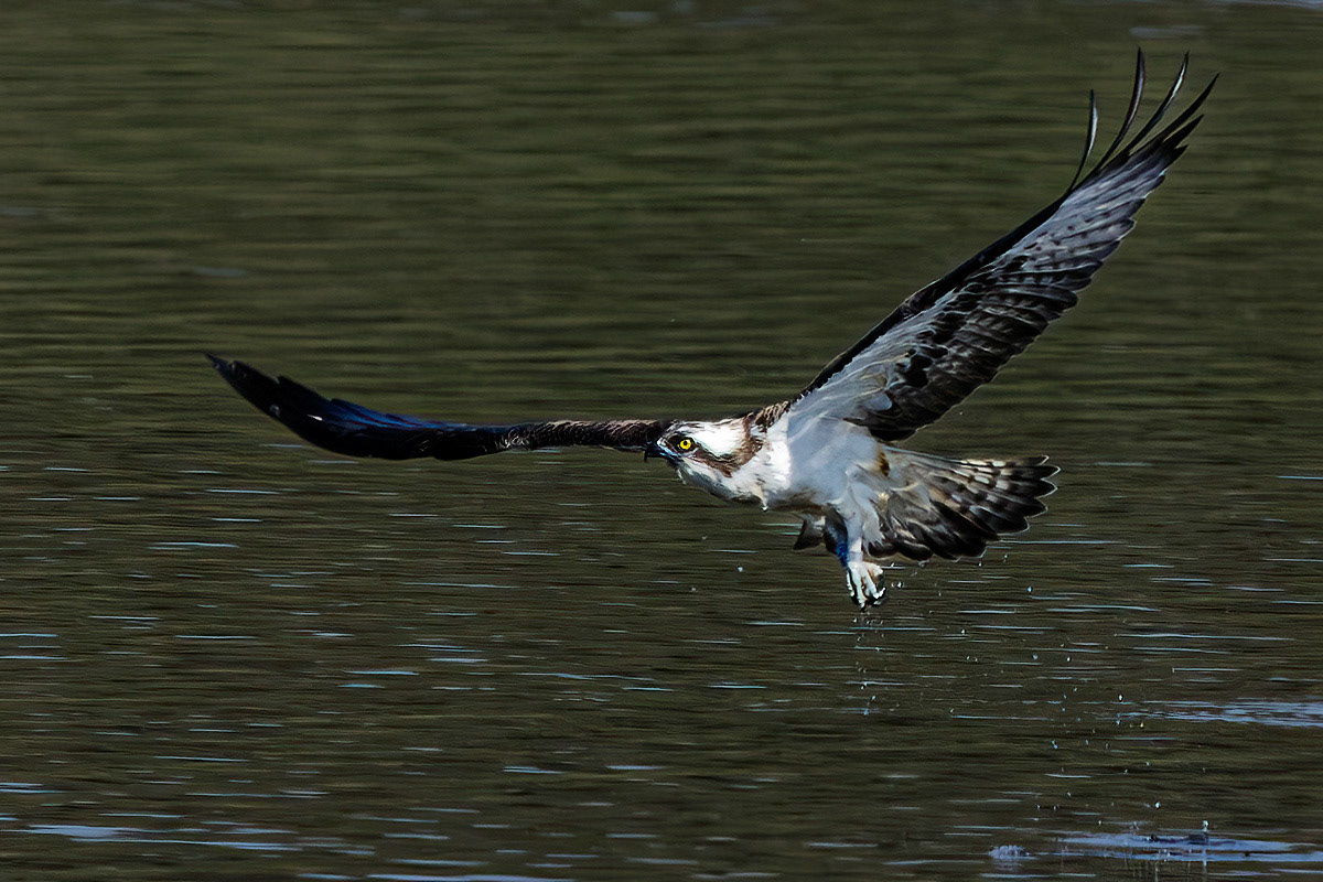 Osprey