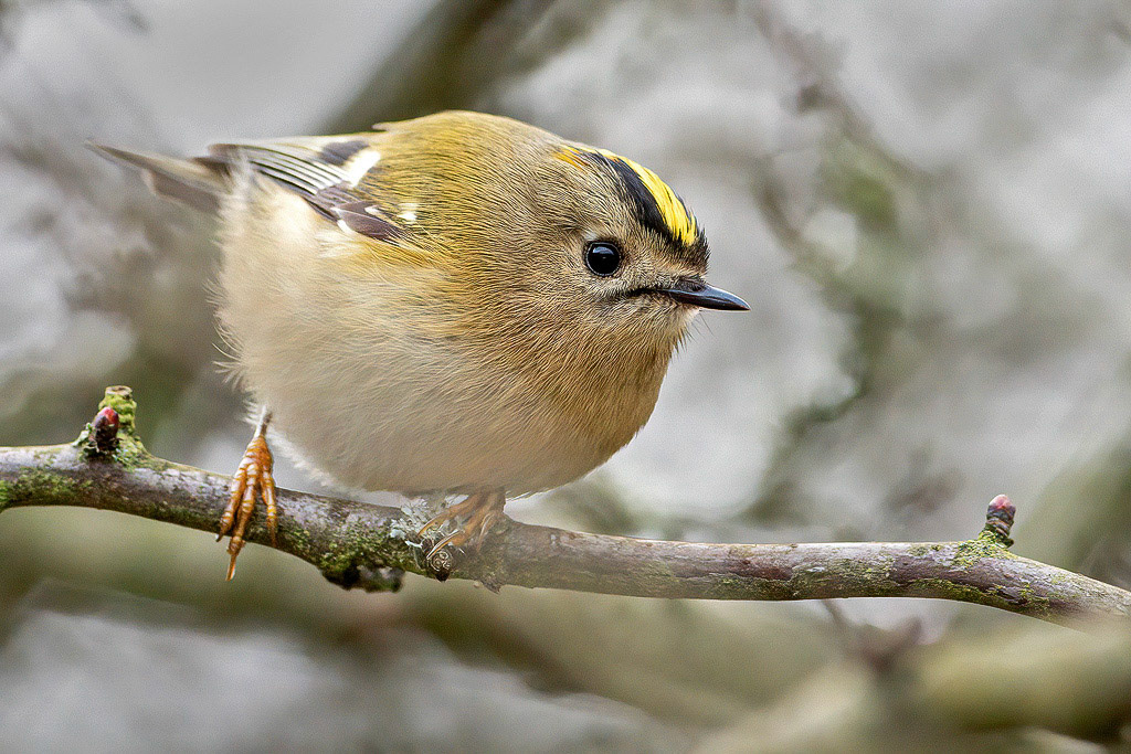 Goldcrest