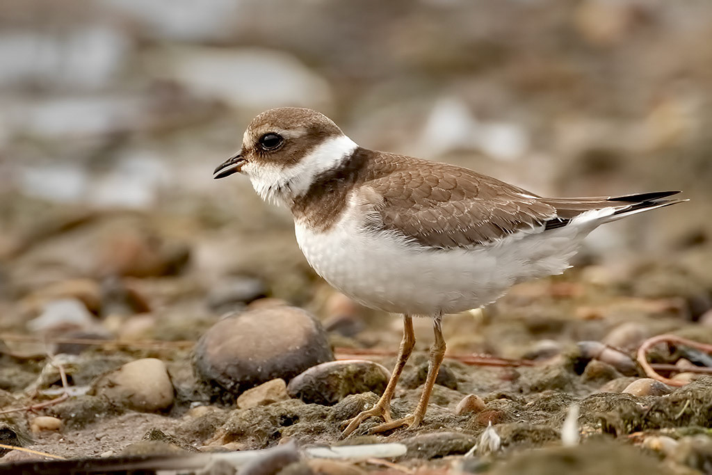 Ringed Plover