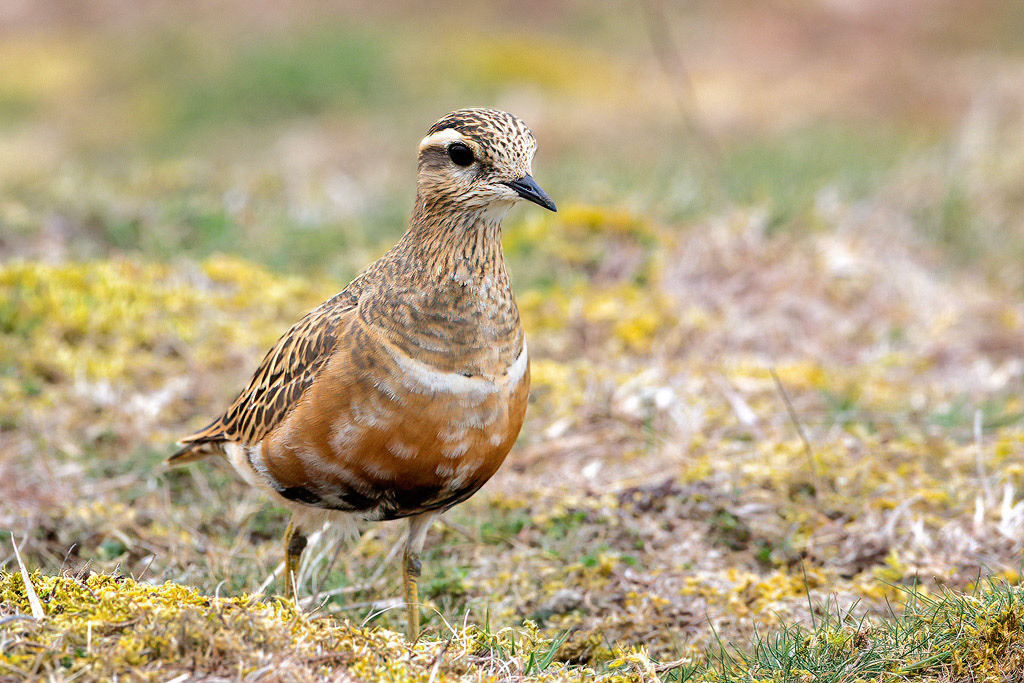 Dotterel