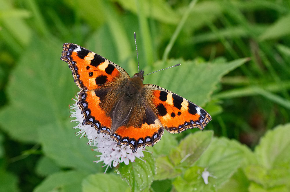 Small Tortoiseshell