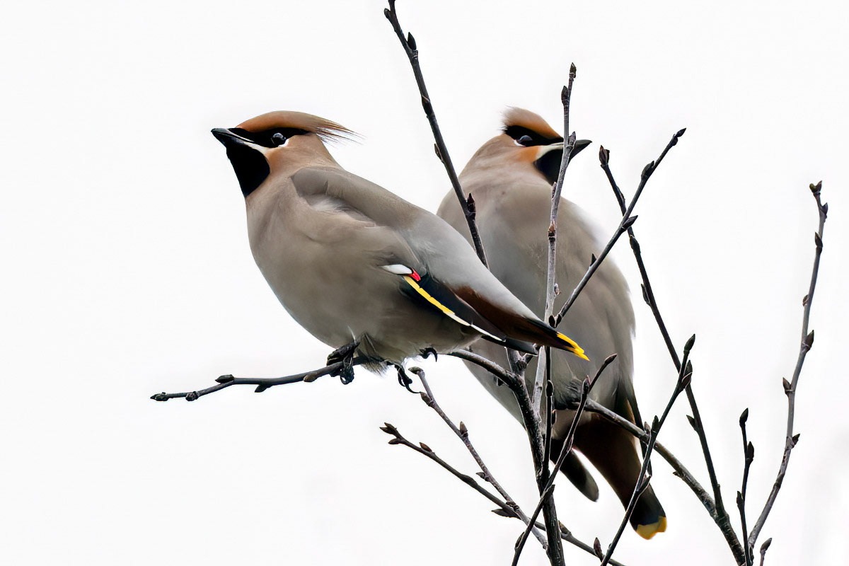 Waxwing