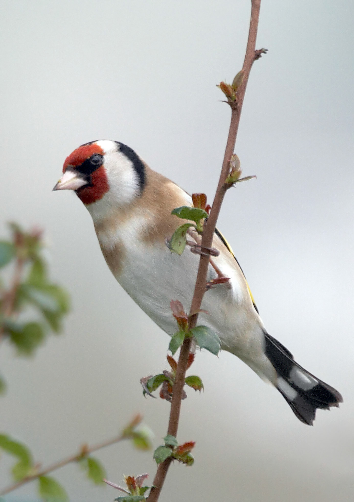 Goldfinch