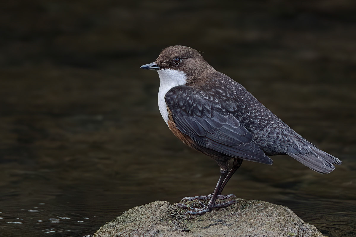 Dipper