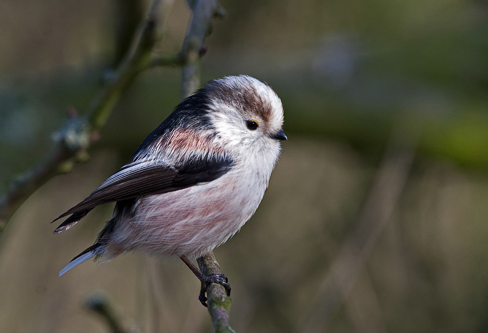 Long-tailed Tit