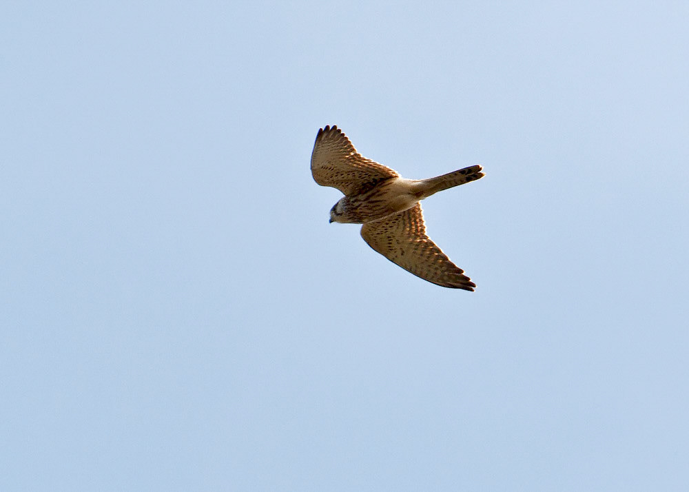 Kestrel