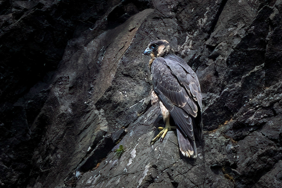 Peregrine Falcon