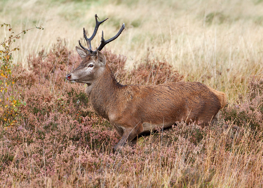 Red Deer