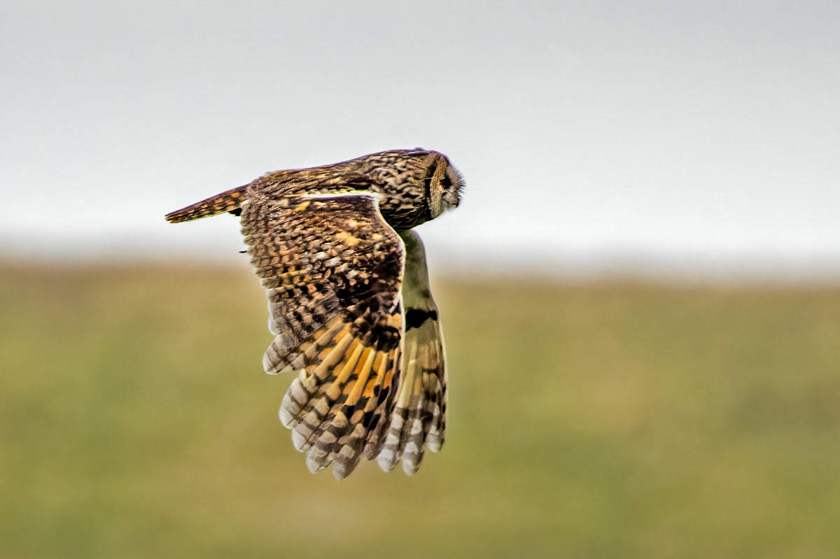 Long-eared Owl