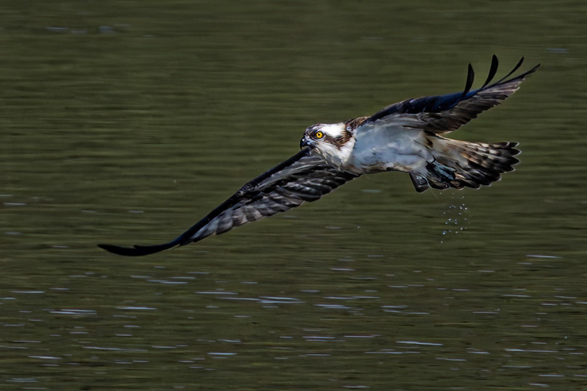 Osprey