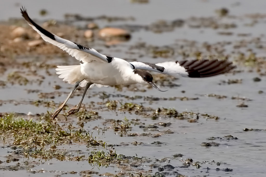 Avocet