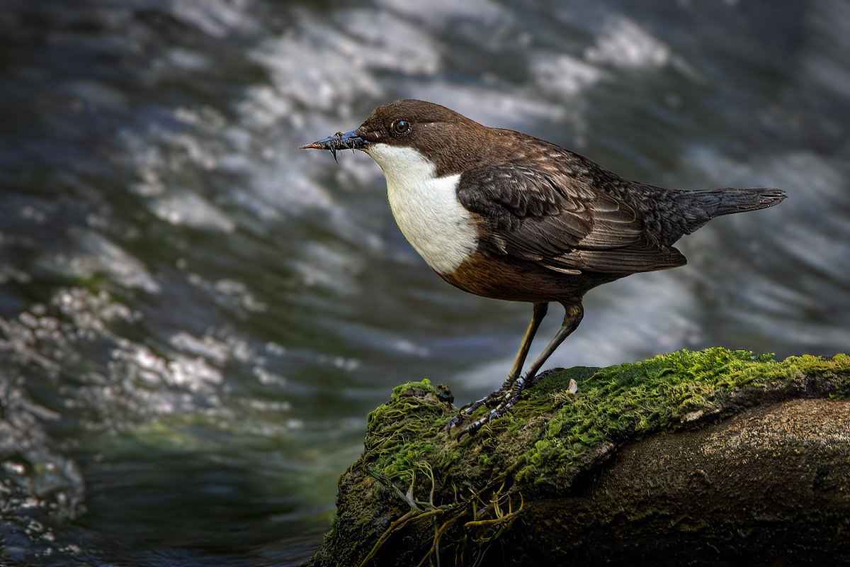 Dipper