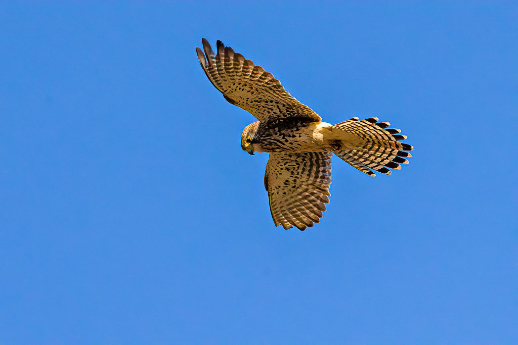 Kestrel