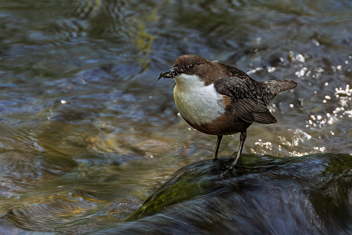 Dipper