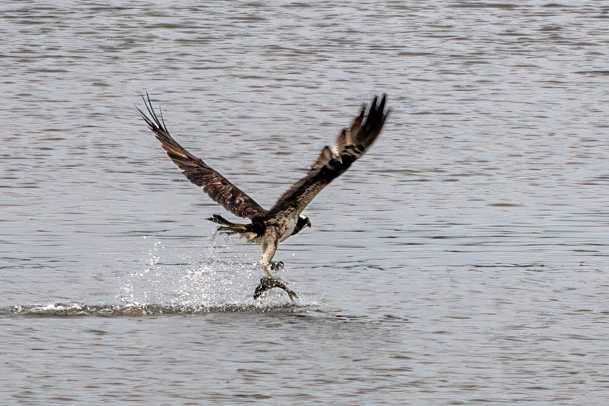 Osprey