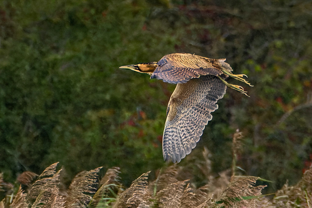 Bittern