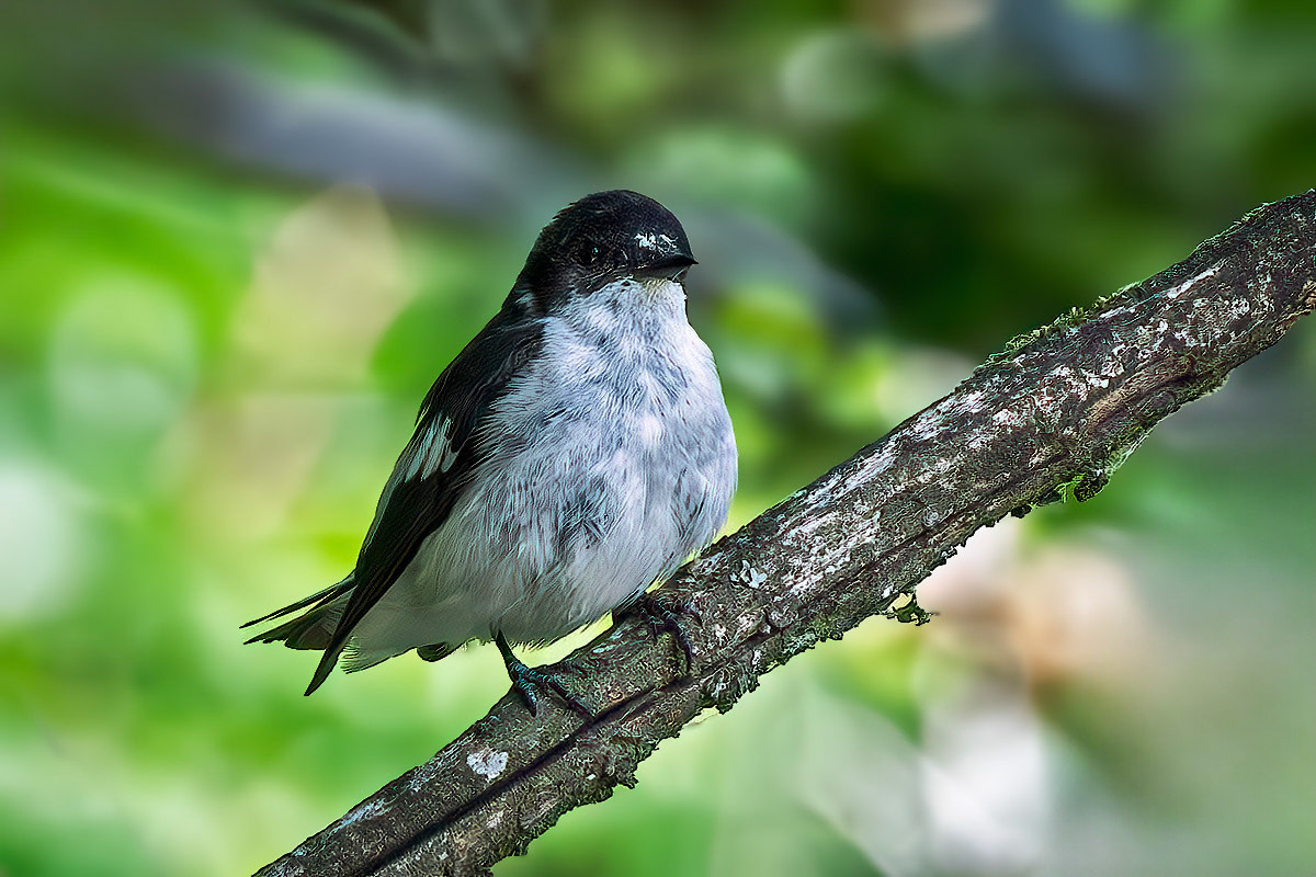 Pied Flycatcher