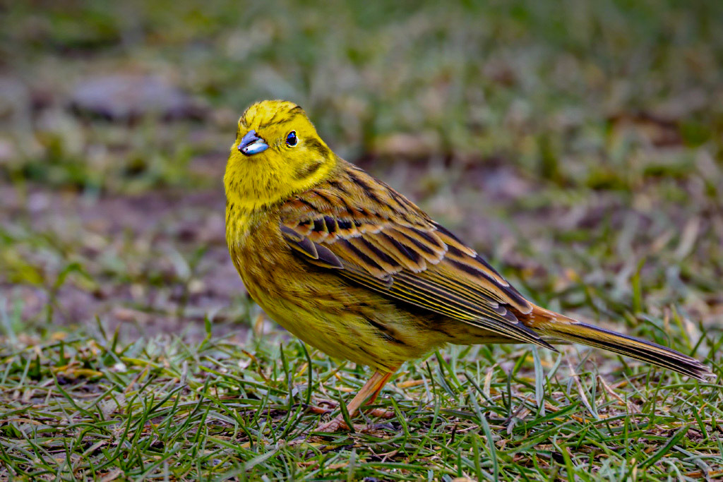 Yellowhammer