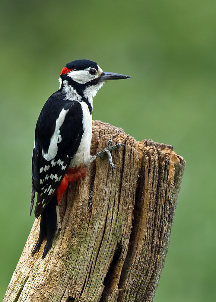 Great-spotted Woodpecker