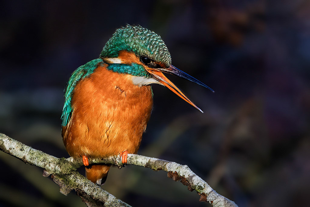 Kingfisher