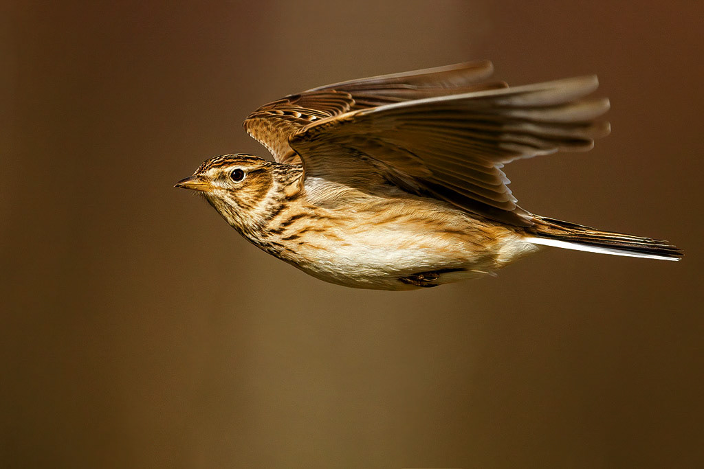 Skylark