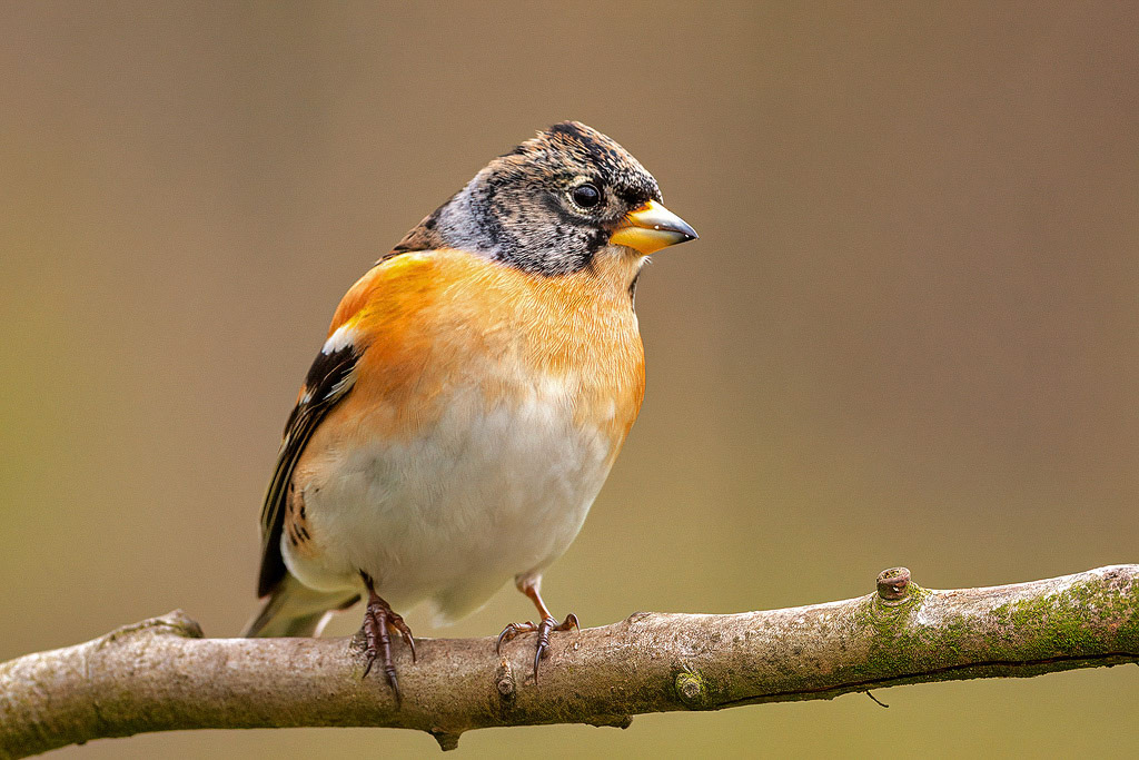 Brambling