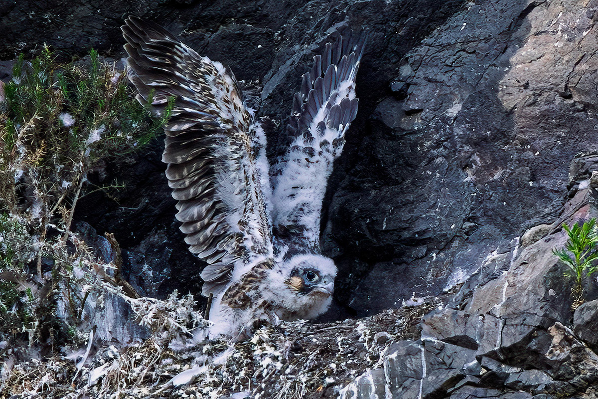 Peregrine