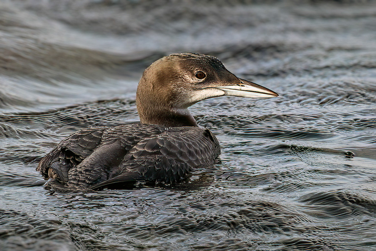 Great Northern Diver