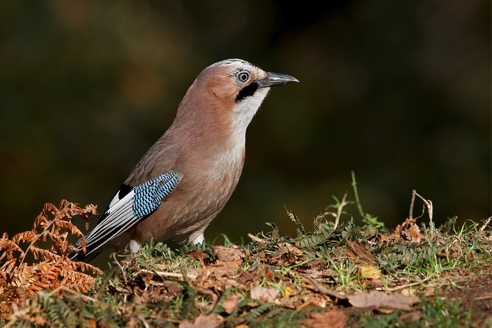 Jay