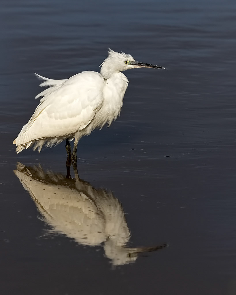 Little Egret