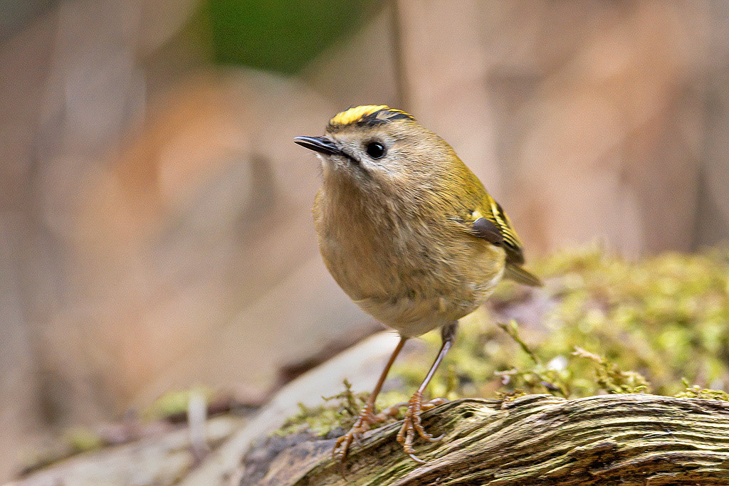 Goldcrest