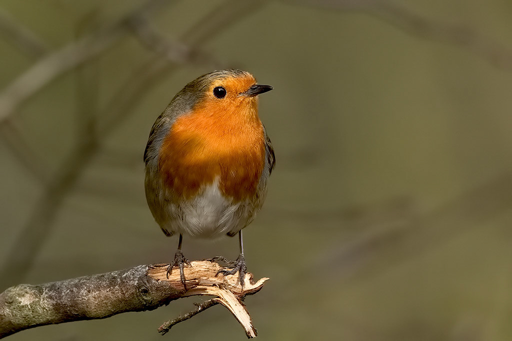 Robin