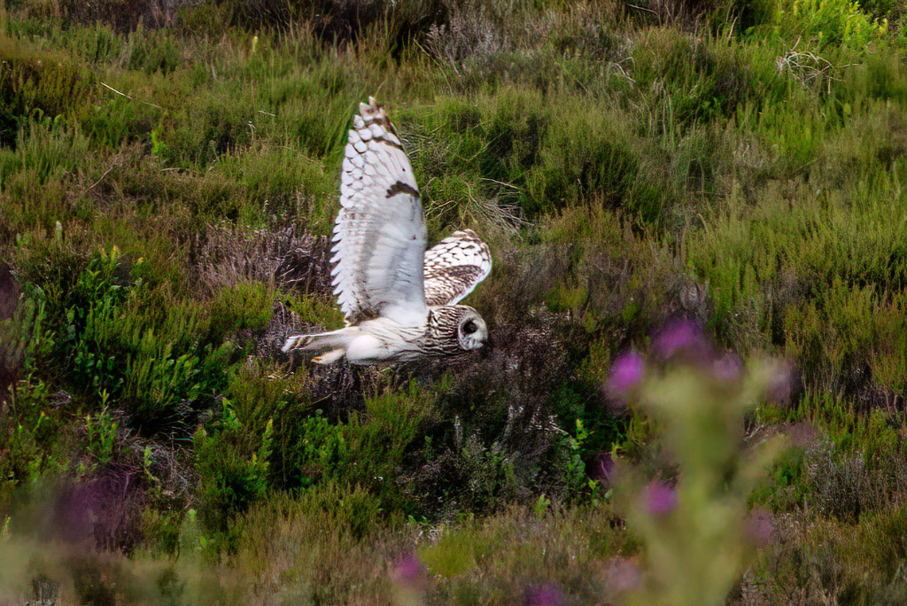 Short-eared Owl