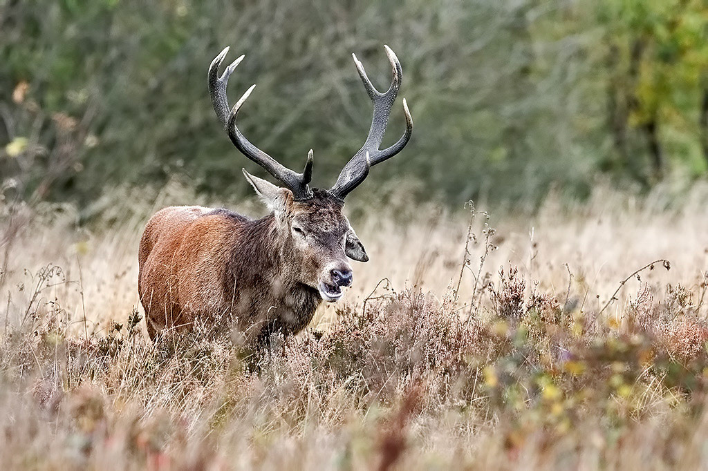 Red Deer