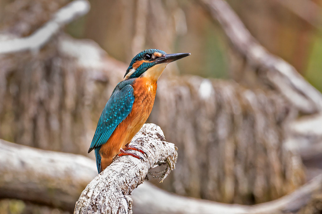 Kingfisher