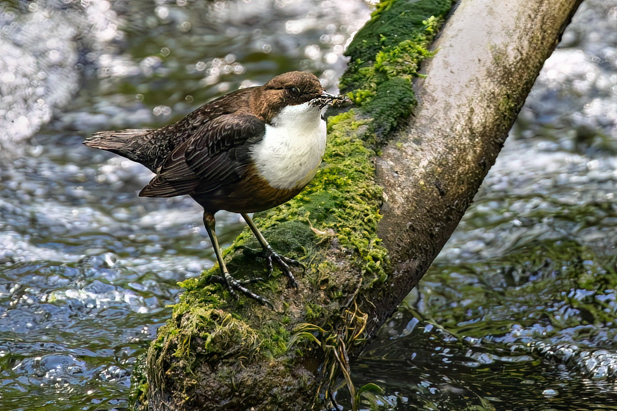 Dipper