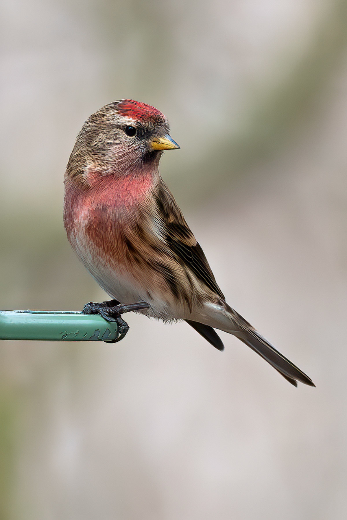Lesser Redpoll