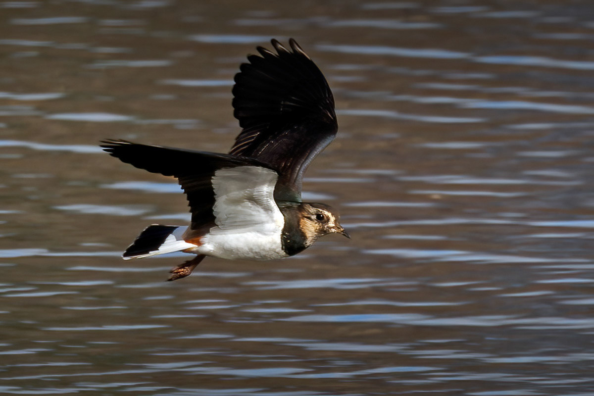 Lapwing