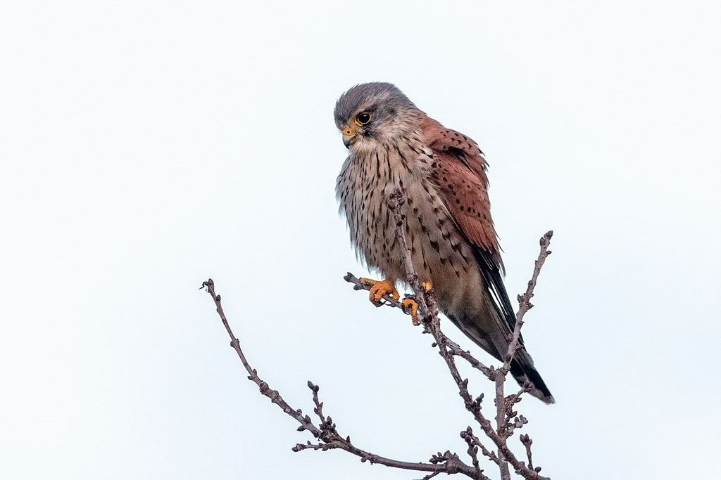 Kestrel