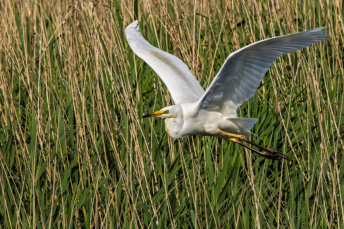 Great White Egret