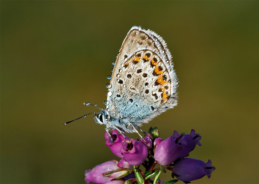 Silver-studded Blue