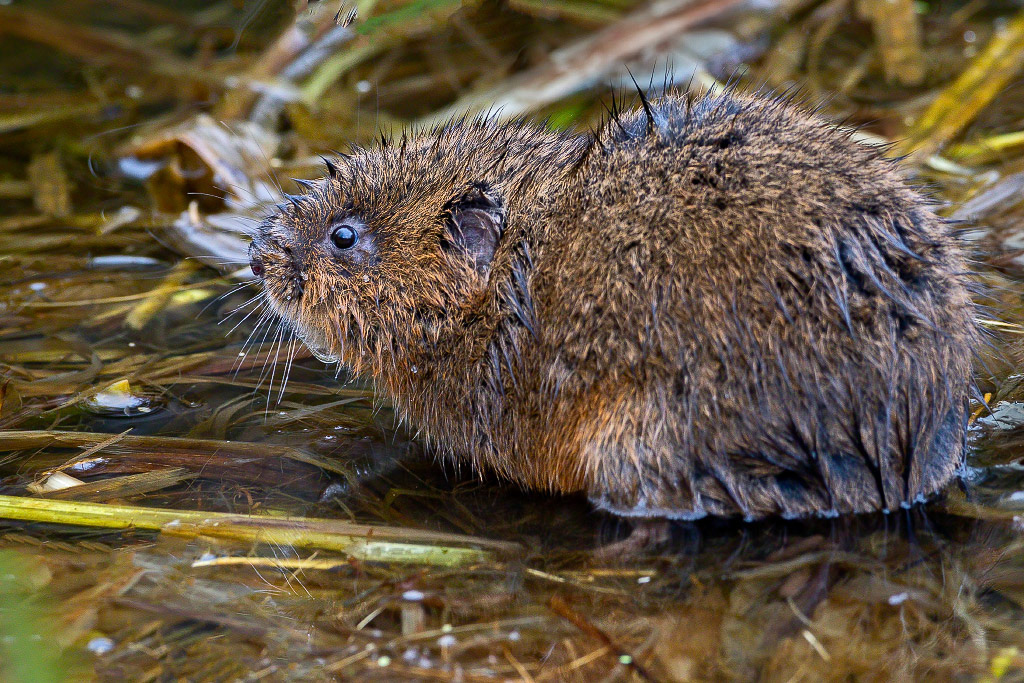 Water Vole