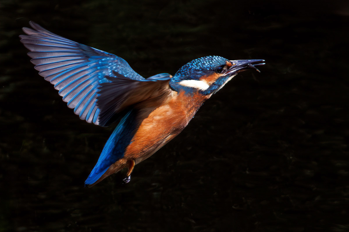 Kingfisher