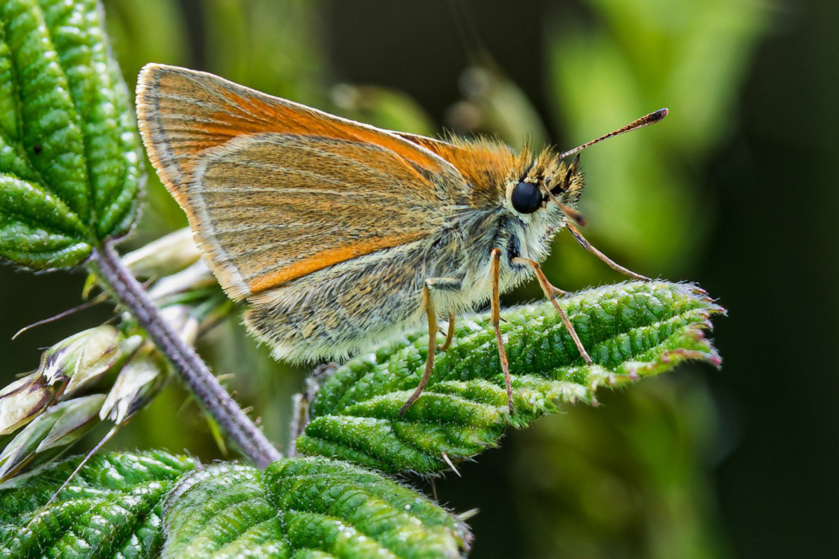 Small Skipper