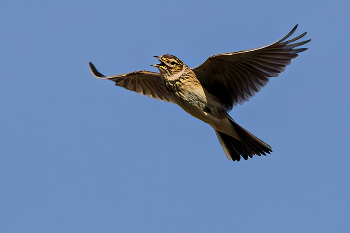Skylark