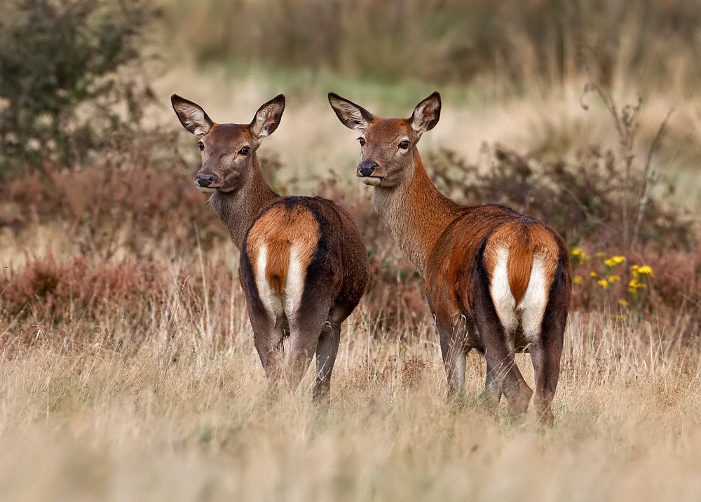 Red Deer